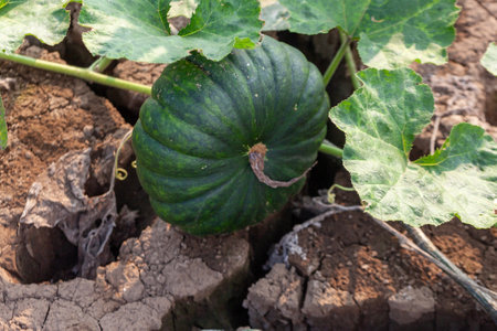 Pumpkin growing in the vegetable garden, closeup of photoの写真素材