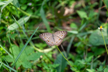 butterfly on the grass in the garden at thailand.