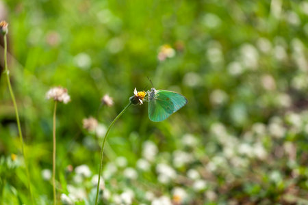 butterfly on flower in the meadow, closeup of photo