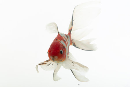 Goldfish isolated on white background. (Carassius auratus)の写真素材
