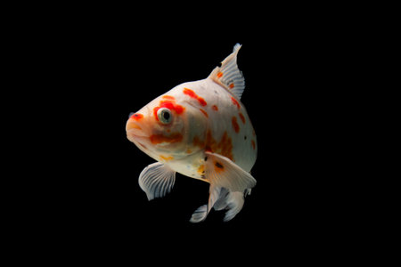 goldfish isolated on black background. goldfish isolated on black backgroundの写真素材