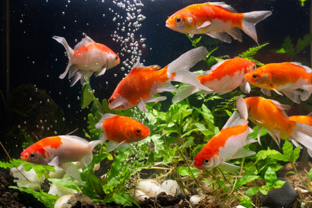 Koi fish Background green water plantsの写真素材