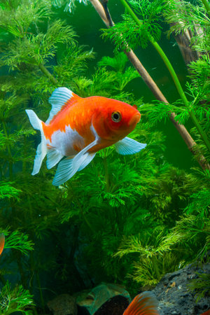 Beautiful orange goldfish swimming in a tropical freshwater aquarium with green plantsの写真素材