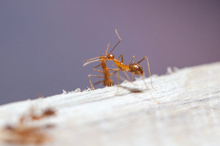 red ant on the wood in nature or in the garden. macro