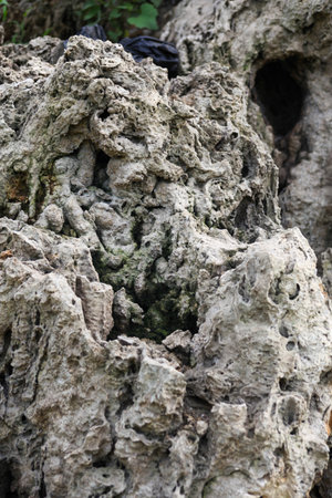 Tree bark texture. Old tree background. Tree bark texture. Tree bark texture. Tree bark background. Tree bark textureの写真素材