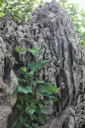 Bark of a tree with green leaves in the forest, close-upの写真素材