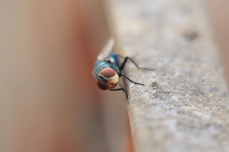 Lucilia sericata on the wall in nature or in the garden. macro