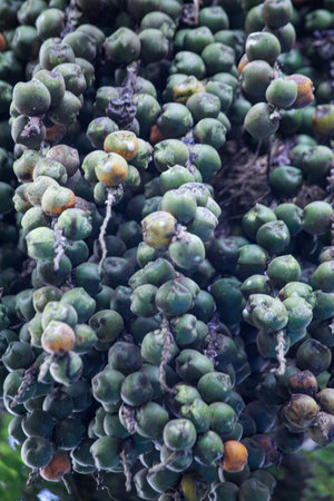 Arecaceae on tree in the forest. Tropical plant.の写真素材