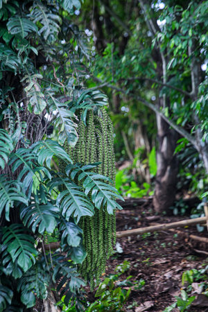 Arecaceae on tree in the forest. Tropical plant.