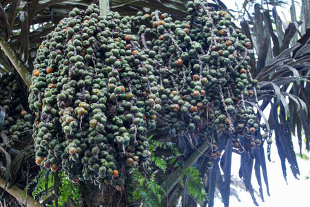 Arecaceae on tree in the forest. Tropical plant.の写真素材