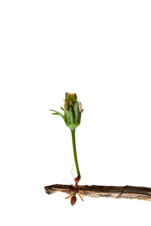 Red ant on the stem of a plant isolated on a white backgroundの写真素材