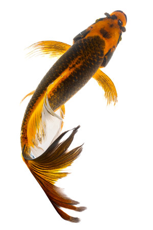 Koi fish isolated on a white background, clipping path included.の写真素材