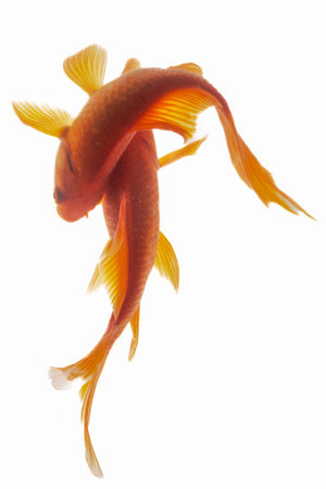 Goldfish isolated on white background. Fish with clipping path included.の写真素材