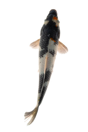 Koi fish isolated on white background. High resolution photo. Full depth of field.の写真素材