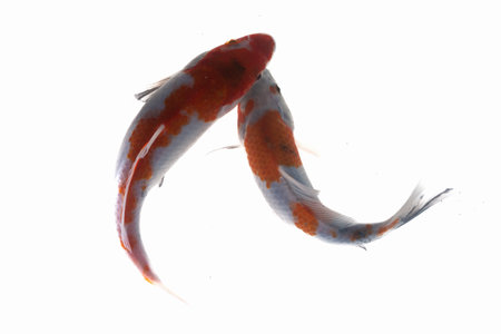 Koi fish isolated on the white background. File contains clipping path.の写真素材
