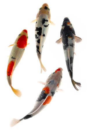 Koi fish on a white background. Isolation on the whiteの写真素材