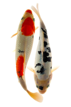 Koi fish isolated on a white background, closeup of photoの写真素材