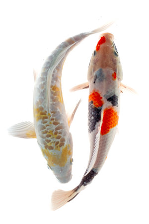 Koi fish isolated on white background, koi fish close upの写真素材