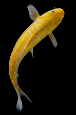 Koi fish (Cyprinus carpio) isolated on black backgroundの写真素材