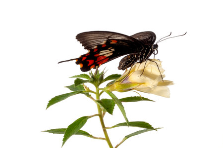 butterfly on a flower isolated on a white background. macroの写真素材