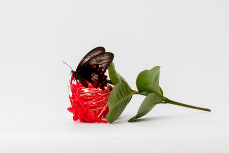 Butterfly on a red flower isolated on a white background.の写真素材
