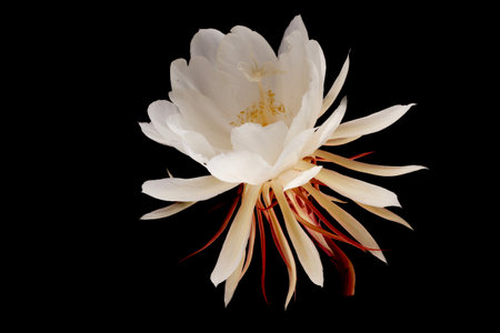 Flower Epiphyllum anguliger isolated on black background. isolate.の写真素材