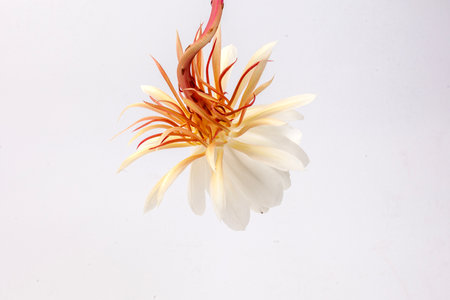 Flower Epiphyllum anguliger on a white background, isolate.の写真素材