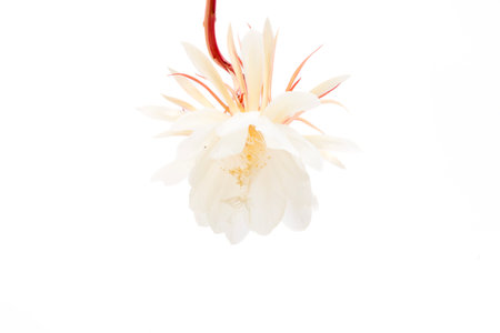 Flower Epiphyllum anguliger on a white background, isolate.の写真素材