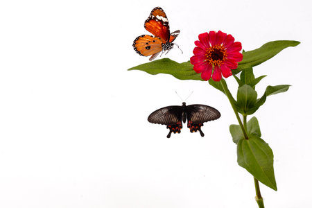 butterfly and zinnia flower isolated on a white backgroundの写真素材
