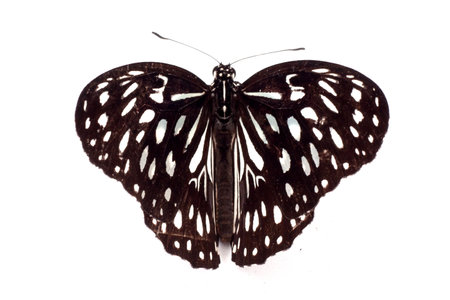 Butterfly isolated on white background. Clipping path included.の写真素材