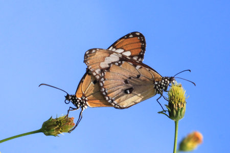 butterfly on flower with blue sky in the background, nature series