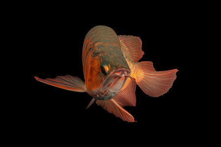 Scleropages formosusの写真素材