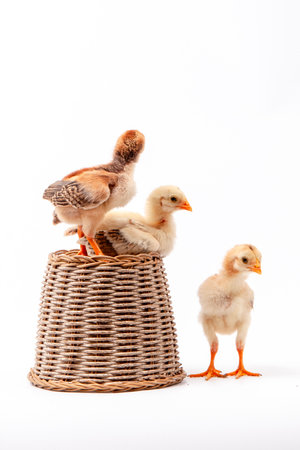 chick in a basket isolated on a white background. studio shotの写真素材