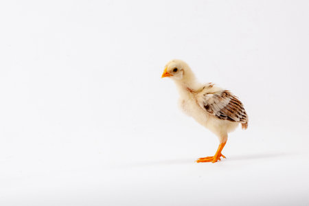 chicken isolated on white background, baby chicken on a white backgroundの写真素材