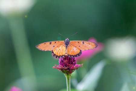 Butterfly on pink flower in the garden. (Macro)の写真素材