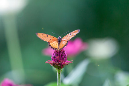 Butterfly on flower in the garden, Thailand. (Clipping path)