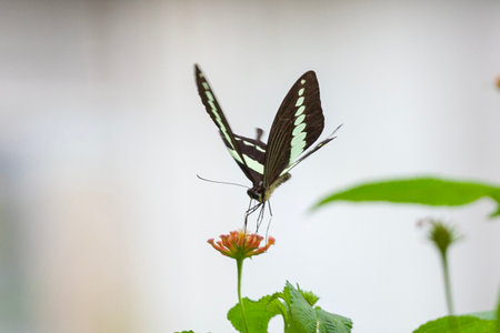 Butterfly on flower in the garden. (Common Mormon)