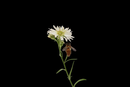Bee on a white flower isolated on a black background. Macro.