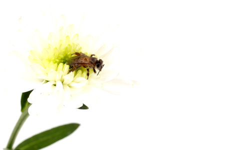 Bee on white flower isolated on white background. Clipping path included.の写真素材