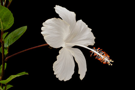 White hibiscus flower isolated on black background with clipping pathの写真素材