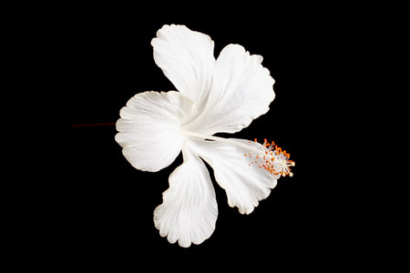 White hibiscus flower isolated on black background, clipping path includedの写真素材