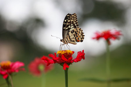 Butterfly on Zinnia flower in garden, Thailand.