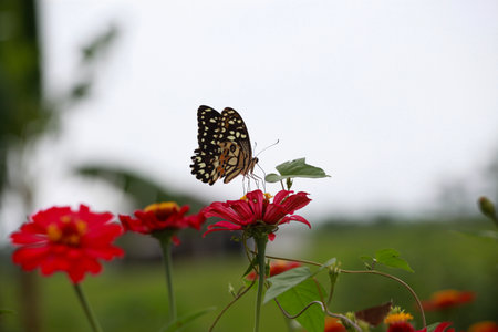 Butterfly on Zinnia flower in the garden,Chiangmai Thailandの写真素材