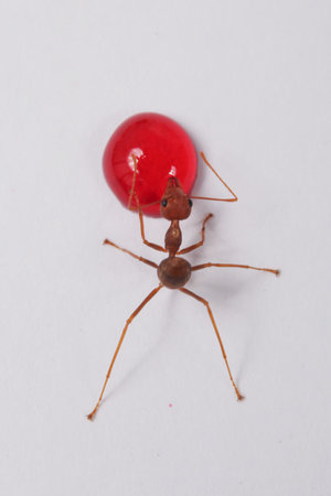 Ant on white background, close up of ant on white background, red antの写真素材