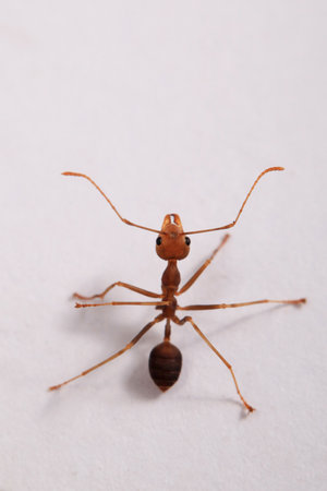 Ant on a white background, close-up, macro. Macroの写真素材