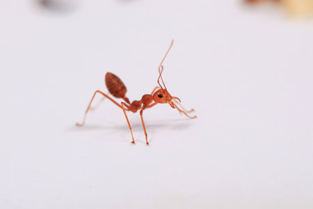 red ant on white background, close up of red ant on white background