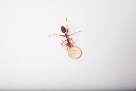 Ant on a white background with a drop of water in it.