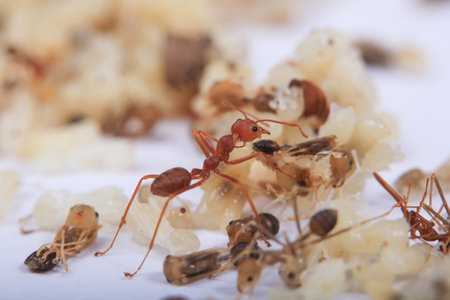 Ants and termites on a white background. Macro shot.の写真素材