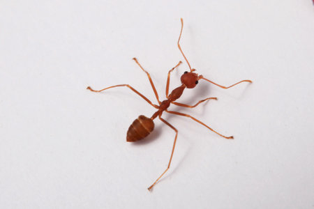 ant on a white background. macro. close-up. macroの写真素材