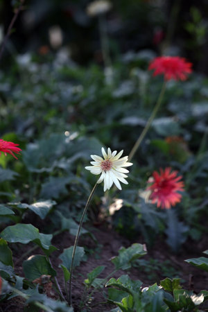white gerbera flower in the garden, closeup of photoの写真素材